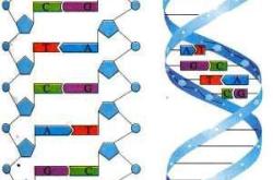 碱基的力量科学探索与未来展望